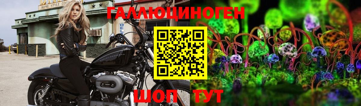 Псилоцибиновые грибы прущие грибы  Ефремов  Галлюциногенные грибы Psilocybine cubensis 